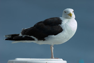 goéland mouette6
