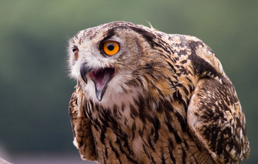 hibou grand duc 1