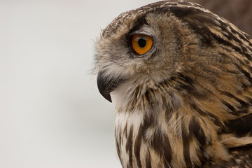 hibou grand duc 2