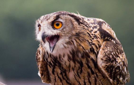 hibou grand duc 1