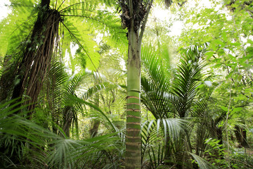 Fototapeta premium Tropical forest