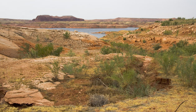 Lake Powell and Plants Landscape