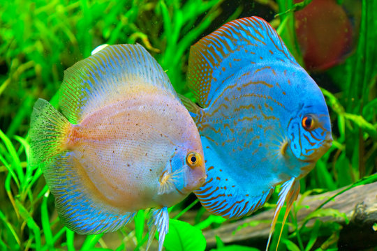 Discus fish- Symphysodon aequifasciatus