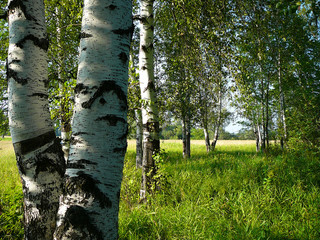 Fototapeta premium birch woods