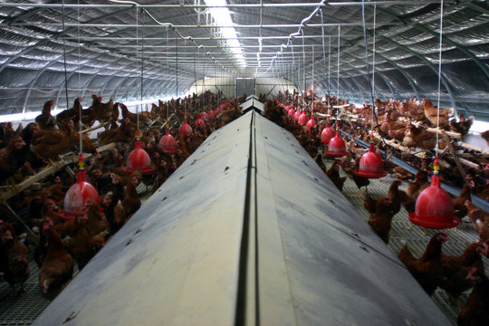Production Oeufs