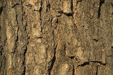 Pinus Hartwegii bark