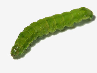 green fat worm