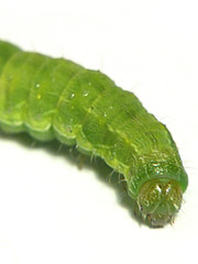 green fat worm