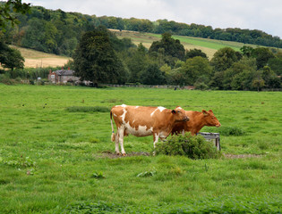 Fototapeta na wymiar Cows Garzing in an English meadow