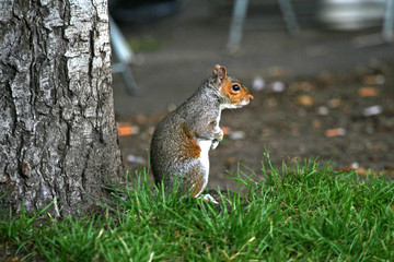 Grey Squirrel