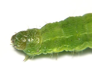 green fat worm