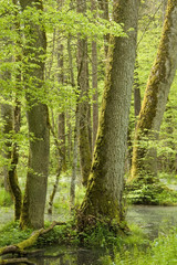 Wet springtime deciduous forest