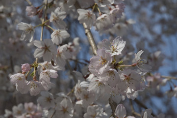 Sakura, cherry blossoms, Japan