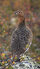 ptarmigan