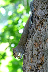 Grey Squirrel