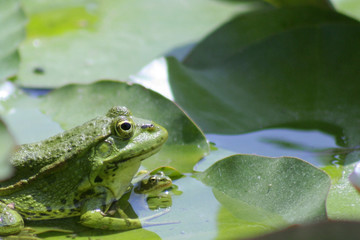 une grenouille et son bébé