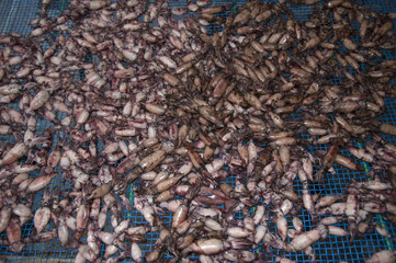 Dried squid (ika), Amanohashidate,Japan