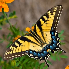 Crédence de cuisine en verre imprimé Papillon Papillon machaon tigre