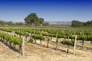 Fototapeta na wymiar California vineyard