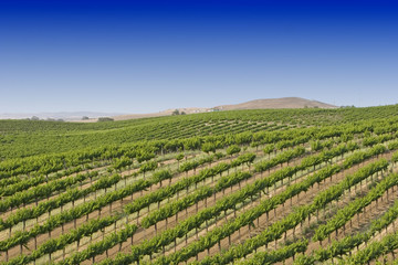 California vineyard