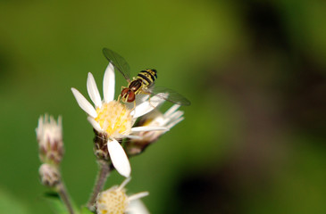Syrphid Fly
