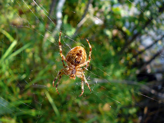 spider on the web
