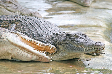 Angry Crocodile