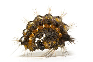 Caterpillar