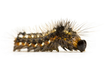 Caterpillar close-up