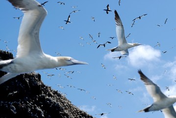 Northern gannet in brittany