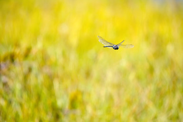 Flying above the yellow