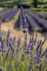 Fleurs de lavande - Enclave des Papes Vaucluse