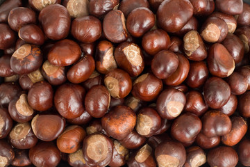 Conkers