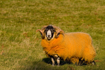 Orange Sheep