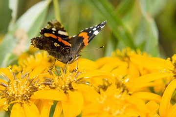 butterfly on flowers