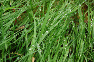 gras-1