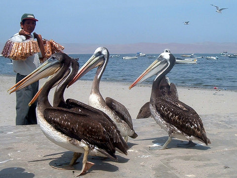 pelican de paracas au p&eacute;rou