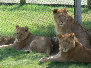 Lionesses