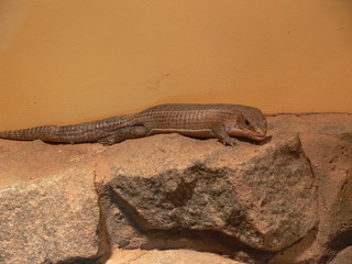 lizard