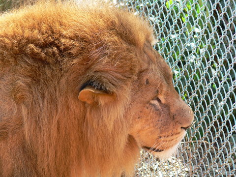 King of the Jungle