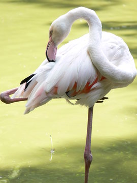 Pink Flamingo