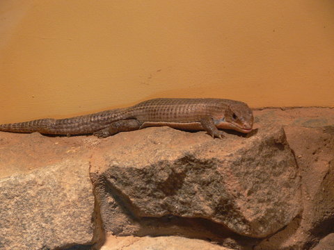 lizard
