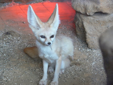 Big Eared Fox