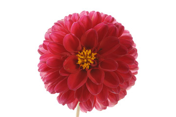 flower of red georgina