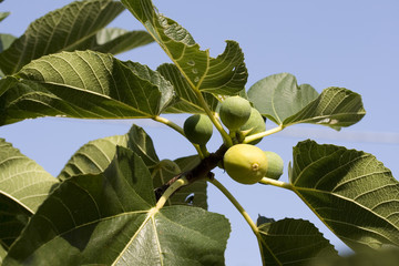 Figs on plant