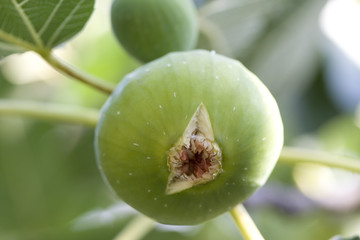 Mature fig