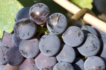 Red grapes close-up