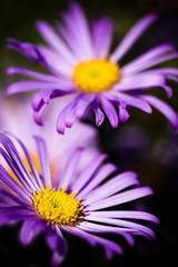 beautiful purple aster flowers in the summertime - obrazy, fototapety, plakaty
