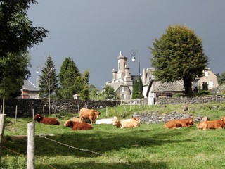 Village de Salers et ses vaches