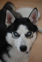 Husky warten auf die Mahlzeit